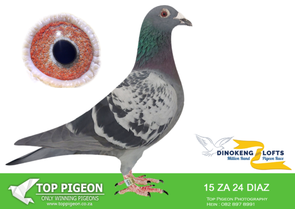 LOT 58 DINOKENG OLR – WAZEIR LOFT-ZA DIAZ 24- 15  COCK –