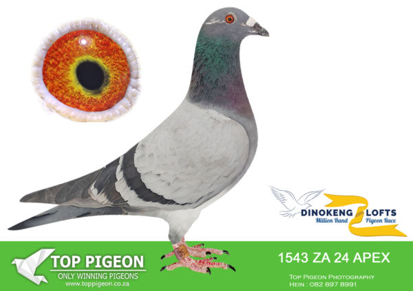 ZZ..LOT 112 DINOKENG OLR-TEAM KORNELIUS & WOLF-ZA APEX 24- 1543 -COCK