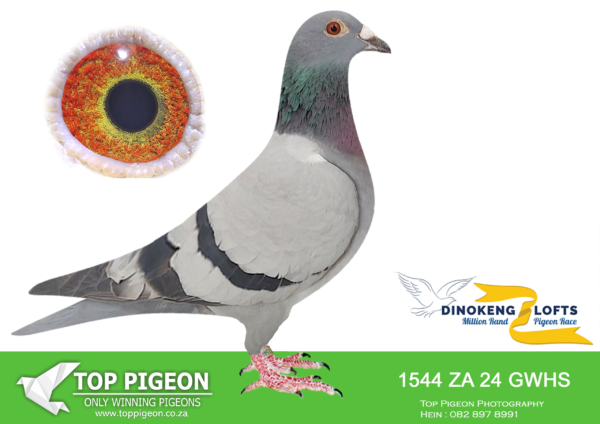 LOT 92 DINOKENG OLR – BELMONT HOKKE-ZA GWHS 24- 1544 (B) -HEN – R3 – 17th R2,500 EQUAL WINNER /R5 – 8th R5,000————SIRE: ZA 21 PSWU 1357. TOM LOCK.————– DAM: ZA 23 629 BBAR ——-5TH ACE BIRD. TOM LOCK/HOUBEN/JANSEN.SEE PEDIGREE!!!