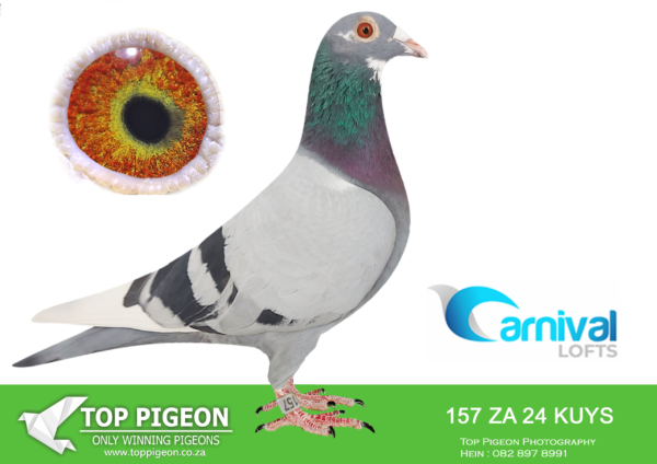 LOT 86 CARNIVAL LOFTS OLR-Pigeon Power-KUYS 24 157 –