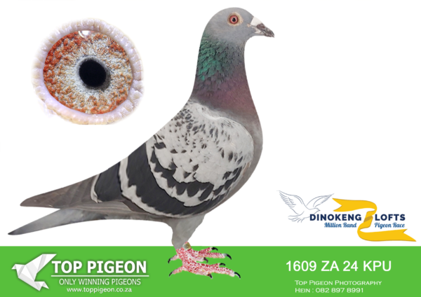 LOT 60 DINOKENG OLR – BENEKE LOFTS/TOP PIGEON-ZA KPU 24- 1609 HEN -SIRE:12180 TRPF 18. WEDDERBURN. CLUB WINNER.————DAM:12157 ZA TRPF 23 MCDERMOTT LOFTS.HER DAM IS Bred out o fAndre De Jager’s Gilders that he got from Eddie Renda 1e Club 2e Div 6e Fed Jamestown 568km 1470.934mpm.SEE PEDIGREE!!