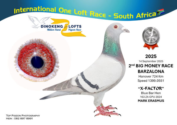 LOT 55 DINOKENG OLR – MARK ERASMUS-ZA GPU 24- 163  HEN  -BIG MONEY 2nd R40,000 -R1-17th R2,500 EQUAL WINNER /R5 – 27th R2,500/R6 -7th R50,000/ACE 6th R25,000————–SIRE:476 TRPF 22. FED WINNER. THE BEST OF MARK KITCHENBRAND.————DAM:4558 GPU 19. ANDRIES SMALL CROPPIE LINE.SEE PEDIGREE!!!