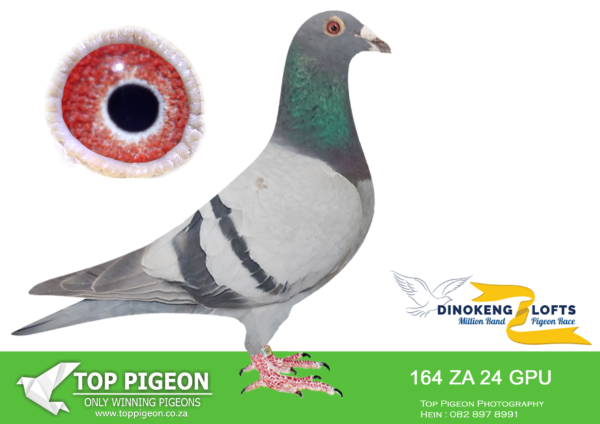 ZZ..LOT 120 DINOKENG OLR-MARK ERASMUS-ZA GPU 24- 164 COCK -5TH RACE 2———-