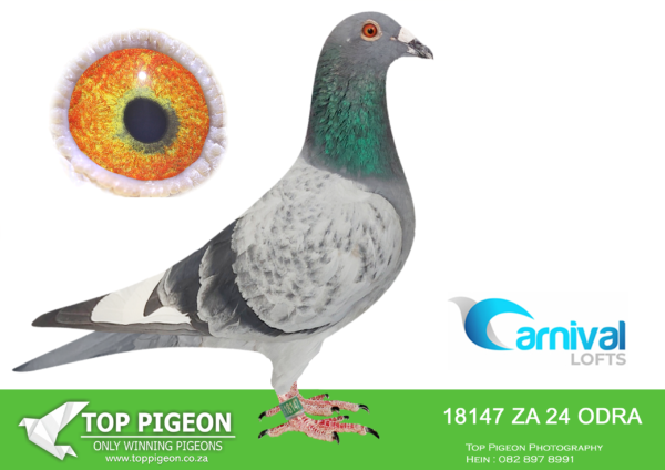 ZZ..LOT 104 CARNIVAL LOFTS OLR-Harry & Gert-ODRA 24 18147 –