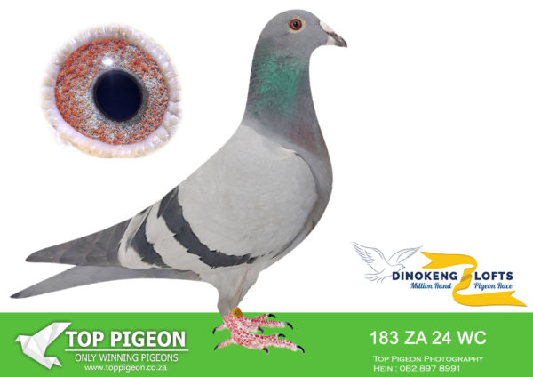 LOT 89 DINOKENG OLR – KLERKSDORP RACERS-ZA WC 24- 183 HEN – 13TH RACE 4