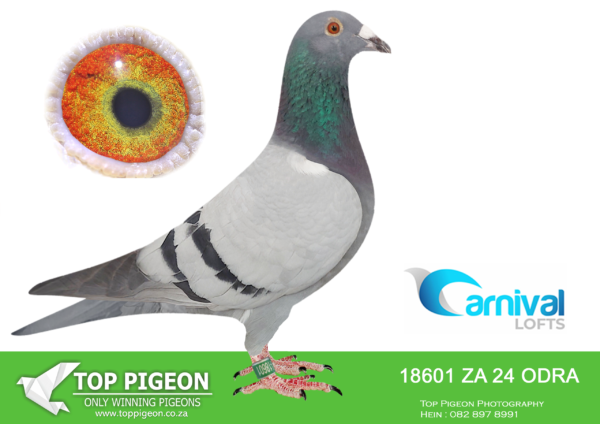 LOT 96 CARNIVAL LOFTS OLR-Herman Bohm-ODRA 24 18601 –