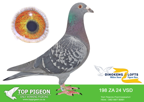 ZZ..LOT 101 DINOKENG OLR-LEOHAN HOKKE-ZA VSD 24- 198 -HEN