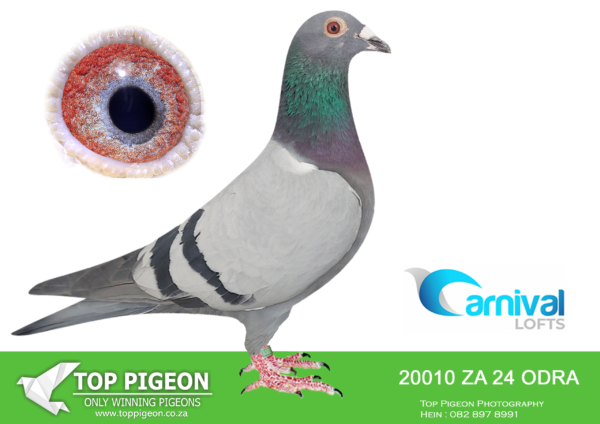 LOT 16 CARNIVAL LOFTS OLR – SW Louw-ODRA 24 20010 –