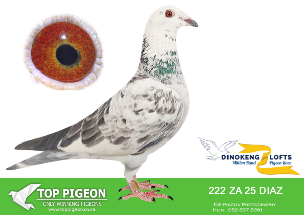 LOT 70 DINOKENG OLR – WEBSTER LOFTS-ZA DIAZ 25- 222 -HEN