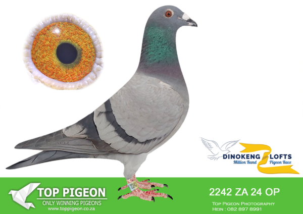 LOT 96 DINOKENG OLR – GAVIN LAMPRECHT-ZA OP 24- 2242 (B) -HEN –