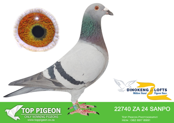 ZZ..LOT 110 DINOKENG OLR-STOEKIE VAN ROOYEN-ZA ODRA 24- 22740  -M – 10th R5,000——R6 – 11th R17,500————-