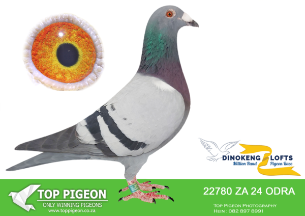 LOT 61 DINOKENG OLR – ANDRE & JUAN-ZA ODRA 24- 22780  COCK  -R2 – 19th R2,500 EQUAL WINNER /R4 – 17th R5,000 EQUAL WINNER/R5 – 9th R5,000—————SIRE:ZA 22 OERF 3774 .Alias “The Bruce” Great racer from middle to long distance. He was always in the top. Many winners and double winners brothers and sisters emerged from this pair.Full brother to the ACE Carnival 2024 and many more One Loft top ten Aces in different lofts.Needle in a Haystack pigeon.———–DAM:ZA 21 VNRF 7113.Alias “‘Recurrence'” Her first attempt iat stock she bred club winner and 6th Provincial Combine on 440 km on 1200 mpm.The dam to 6th place on 565 km headwind at Central Provincial Loft race (5) in 2024. Dam to 2nd (360 One Loft) 615 km on 893 mpm 2024 for Ronnie & Andre.She is allready g/dam to super One Loft performers.Dam to Org winner from 630 km in hot conditions 2025.SEE PEDIGREE!!!