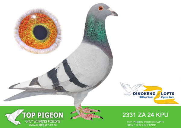LOT 84 DINOKENG OLR – DIE PAINTERS-ZA KPU 24- 2331 -HEN