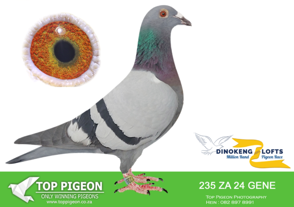 ZZ..LOT 123 DINOKENG OLR-JJJ VD LINDE & BANIE FABER-ZA GENE 24- 235 -HEN—-