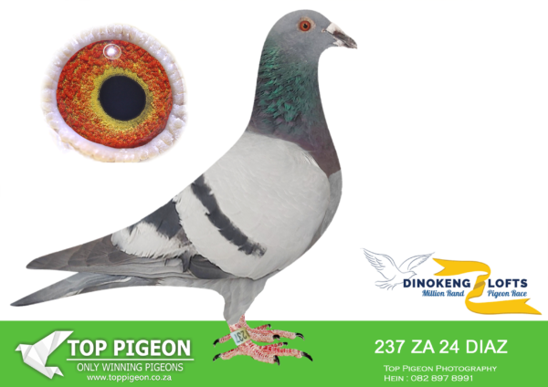 ZZ..LOT 105 DINOKENG OLR-PHILLIPS & ENGELBRECHT-ZA DIAS 24- 237 COCK -R1-16th R2,500 EQUAL WINNER /R2-11th R2,500 EQUAL WINNER /R5 – 25th R2,500/ACE – 4th R35,000———–SIRE: 1576 ZA 21 CRU.Alias “4th Ace” Strain: Du Preez&Deetlefs Color: BB 4th Ace Bird Carnival OLR 2022 WInter 4th Race 3 460km 1315mpm 4th Race 5 505km 1346mpm 28th Main Race 630km 1047mpm.————DAM:ZA 22 GRPF 596 . PIGEON PALACE. SIRE AND DAM IS BRED BY FERDIE LUBBE (MOUNTAIN LOFTS). THIS HEN IS A FULL SISTER TO MOUN 806/18 1ST PTA UNION AND 1ST GAUTENG COMBINE. HER SIRE HAS BRED 4 WINNERS FOR PIGEON PALACE. HER GRANDSIRE ALLREADY BRED 10 WINNERS.SEE PEDIGREE!!!!