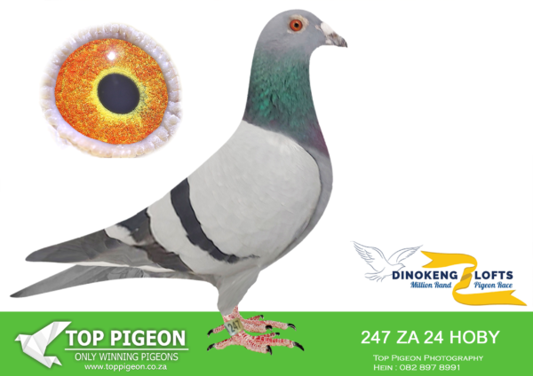 ZZ..LOT 125 DINOKENG OLR-ANTON SCHONKEN-ZA HOBY 24- 247 HEN -8TH BIG MONEY RACE—-ORNAT, SORAIA, VICTORIA, MURDOCK, HALOVER, VALATINO, MILOS, CHANEL MESSI, ..- say no more… Racing at Dinokeng 2025.- Distance engraved in family. Proudly combined into Anton Schonken Pedigree with strict selection rather than paper breeding. Tested babies, they fly distance..SEE PEDIGREE!!!