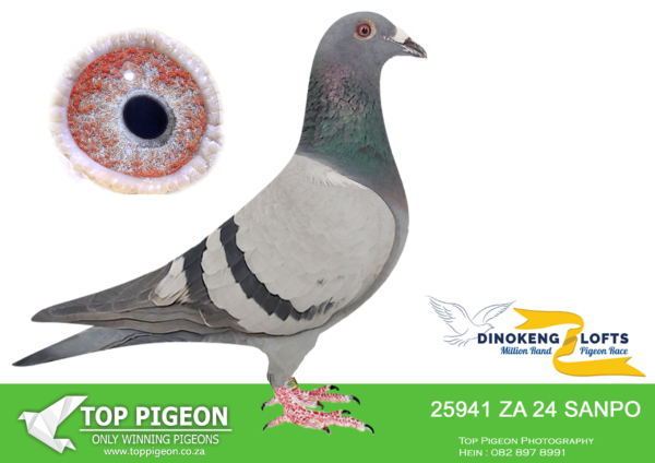 LOT 77 DINOKENG OLR – WILLSON/BENEKE/TOP PIGEON-ZA SANPO 24- 25941  HEN – KNOCKOUT – R3 – 5th R5,000 EQUAL WINNER—-SAME BRED AS “AFRIQUE” RACE 6 WINNER AFRIKAPRO 2025 2ND RACE 9 AFRIKAPRO 2025 – EQUAL WINNER. CURRENTLY 2ND BROWN JACKET AFRIKAPRO 2025—————-SIRE: ZA 23 CYRL 3505. 7TH FINAL AFRIKAPRO 2023. ANDREAS MOELLER BLOODLINES. 14TH BLUE JACKET ACE PIGEON AFRIKAPRO 2023.SIRE TO  “AFRIQUE” RACE 6 WINNER AFRIKAPRO 2025 2ND RACE 9 AFRIKAPRO 2025 – EQUAL WINNER. CURRENTLY 2ND BROWN JACKET AFRIKAPRO 2025—————–—DAM : ZA 17 TRPF 5107. MCDERMOTT BLOODLINES .  FLOR ENGELS/TOM LOCK/SILV. DAM TO  “AFRIQUE” RACE 6 WINNER AFRIKAPRO 2025 2ND RACE 9 AFRIKAPRO 2025 – EQUAL WINNER. CURRENTLY 2ND BROWN JACKET AFRIKAPRO 2025. 5107 WERE ACE BIRD OVERALL DIVISION 2 2019. 3RD BEST BIRD OVERALL GAUTENG COMBINE 2019. 40TH BEST BIRD SHORT DISTANCE GAUTENG COMBINE 2019. 40TH BEST BIRD MIDDLE DISTANCE GAUTENG COMBINE 2019. 94TH BEST BIRD LONG DISTANCE GAUTENG COMBINE 2019. 2ND BEST BIRD SHORT DISTANCE O.E.R.F RAND 2019. 2ND BEST BIRD OVERALL O.E.R.F RAND 2019. 2ND BEST BIRD MIDDLE DISTANCE O.E.R.F RAND 2019. 4TH BEST BIRD LONG DISTANCE O.E.R.F RAND 2019. SEE PEDIGREE!!!!!!!