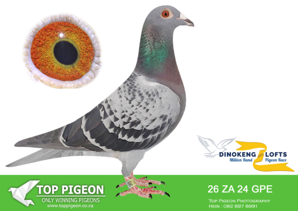 LOT 93 DINOKENG OLR – DE KRUIK SINDIKAAT-ZA GPE 24- 26 -HEN