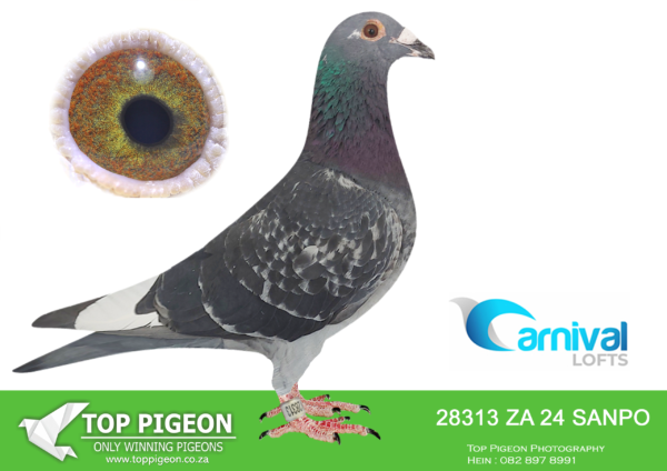 ZZ..LOT 105 CARNIVAL LOFTS OLR-Desert Queen Racing Pigeons-SANPO 24 28313 –