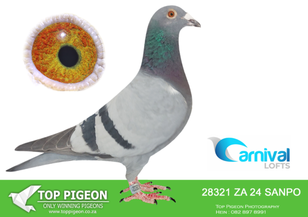 LOT 97 CARNIVAL LOFTS OLR-Desert Queen Racing Pigeons-SANPO 24 28321 –