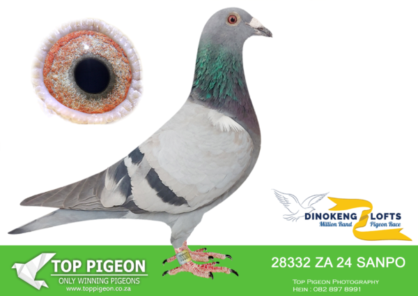 LOT 94 DINOKENG OLR – DESERT QUEEN RACING PIGEONS-ZA SANPO 24- 28332 -HEN