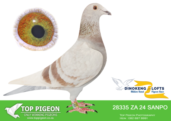 LOT 53 DINOKENG OLR – DESERT QUEEN RACING PIGEONS-ZA SANPO 24- 28335 HEN -SIRE ZA SRPV 391/22 RED GRIZZLE..WILLIE MUNNIK SON OF 1ST CARNIVAL SUMMER WINNER BY 43 MINUTES 2021 MATED TO 1ST AVERAGE ACE BIRD & 4TH FINAL CARNIVAL WINTER 2021.———–DAM ZA OERF 2704/21 LCH . DESERT QUEEN 1ST CRADOCK IN THE CLUB, FEDERATION & COMBINE, 5TH GAUTENG COMBINE FIRST BABY BRED IS DOT 335.SEE PEDIGREE!!!