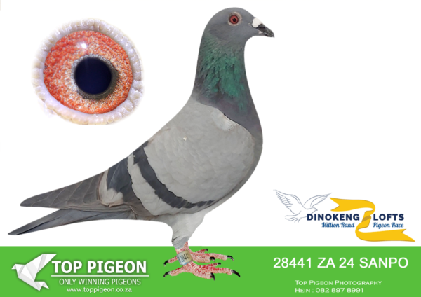 ZZ..LOT 126 DINOKENG OLR-JOHAN SMALBERGER-ZA SANPO 24- 28441 -HEN