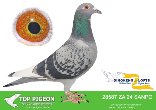LOT 88 DINOKENG OLR – JOHAN SMALBERGER-ZA SANPO 24- 28587  HEN -R1 – 2nd R7,500 EQUAL WINNER /R2 – 3rd R7,500 EQUAL WINNER /ACE 10th R15,000