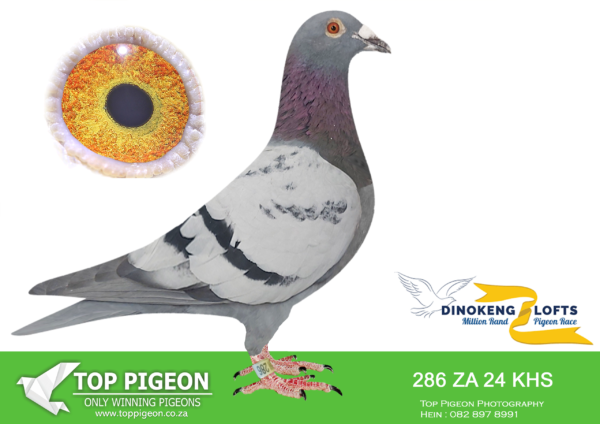 LOT 95 DINOKENG OLR – FRANCOIS STEINMANN-ZA KHS 24- 286 -COCK -R2 – 17th R2,500 EQUAL WINNER /R5 – 22nd R2,500———-SIRE:2949 BPF/D 22 ZA. JJJ VD LINDE. ———-DAM:311 BPF 23 ZA.Strain: JJJ VAN DER LINDE Color: Blue Bar FULL SISTER TO “JJJ’S STORM CHASER” 1ST WINNER BY 4 MINUTES OLR FINAL DINOKENG 2022,ONLY TWO BIRDS ON THE DROP!!! FULL SISTER TO JJJ’STORM LEADING 1ST ACE BIRD OLR DINOKENG UP TO THE FINAL 2021,G/DAM “JJJ’STRUE MAGIC” FULL SISTER”JJJ’DREAM” TO DAM OF OLR SONSKYN EQUAL FINAL WINNER “JJJ’SLINDIE”TWO BIRDS ON THE DROP 37 MINUTES BREAK 2019.”JJJ’SLINDIE”.SEE PEDIGREE!!!