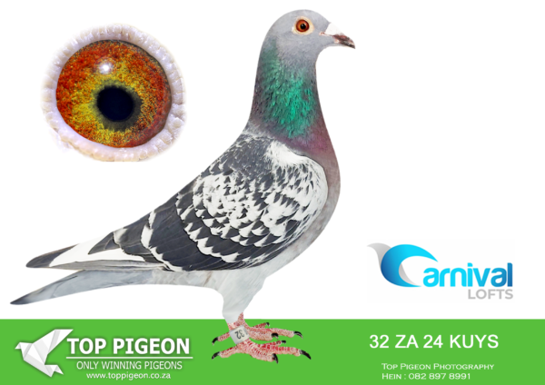LOT 52 CARNIVAL LOFTS OLR-Pigeon Power-KUYS 24 32 –