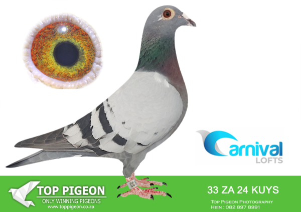 LOT 69 CARNIVAL LOFTS OLR-Pigeon Power-KUYS 24 33 –