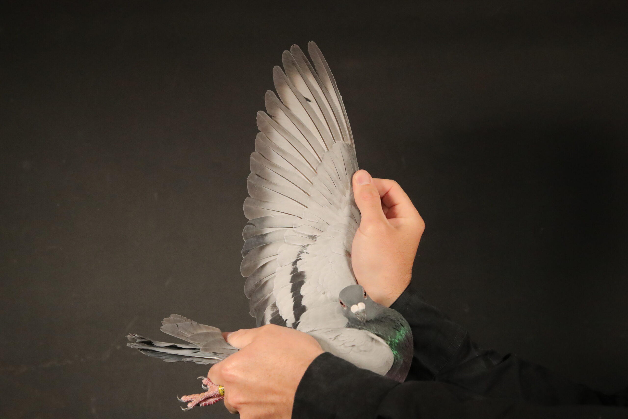 Z..LOT 149 AFRIKAPRO AUCTION 1 – Pigeon Palace 1-ZA-24-JWDK-4132 -SIRE:ZA 15 TRPF 04147. 2ND VIC FALLS FAMILY. 2ND VIC FALLS FAMILY. TOP BREEDER OF FEDERATION AND UNION WINNERS AT PIGEON PALACE. ABSOLUTE BEST BREEDING COCK FOR RICHARD WEDDERBURN. PURCHASED FOR AN UNDISCLOSED AMOUNT. SUPER PIGEON. FROM THE 2ND FINAL VICTORIA FALLS OLR “ACE FAMILY”.———–DAM:GPU-20-9997 H ‘Smal click pair’.Daughter of Andries. Smal click pair ex GPU champion. She bred us our second bes yearling in 2023. This hen will become a champion breeder in years to COME.SEE PEDIGREE!!!