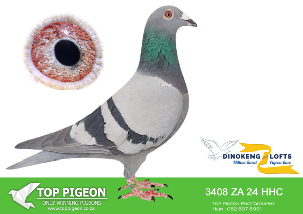 LOT 99 DINOKENG OLR – HEERMANGILBERTKLINGBIEL/HOLLAND-ZA HHC 24-3408 -HEN – 16th R5,000