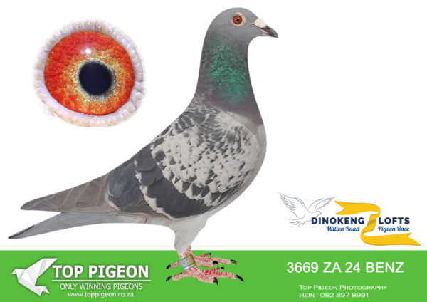 LOT 72 DINOKENG OLR – COBUS & GYS LOUW-ZA BENZ 24- 3669 HEN – SIRE:ZA 20 TRPF 7712. SUPER SON “NUMBER ONE”.BROTHERS AND SISTERS ARE FANTASTIC RACERS AND BREEDERS. TOP RACERS ARGUABLY ONE OF THE BEST BRED FROM THIS PAIR. NOW AT STOCK. HIS FIRST BABY WON. THIS COCK WILL FOLLOW IN HIS FATHER’S FOOTSTEPS. SUPER PIGEONS TOP OF THE LIST.——–DAM: ZA 21 ABL 368 “ABL KITTEL”. HALF SISTER TO MOTHER OF SANPO GOLD MEDAL WINNER 2021 ALLROUND “TURBO KITTEL”. INBRED TO FAMOUS KITTEL 1ST NATIONAL ACE KBDB 2013. THIS HEN IS DAM TO A SUPER RACER AND WINNER FOR GYS & FORMYN IN THE STRONG TRPF. SEE PEDIGREE!!!