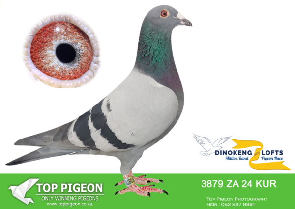 LOT 85 DINOKENG OLR – HARDY KRUGER & OBERHOLSTER LOFT-ZA KUR 24- 3879 -COCK