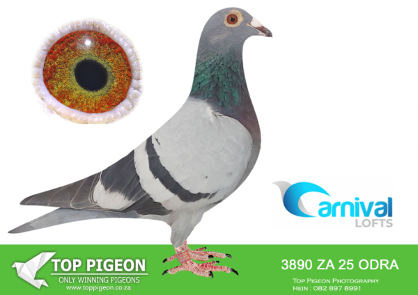ZZ..LOT 101 CARNIVAL LOFTS OLR-Spikkels Hokke-ODRA 25 3890 –