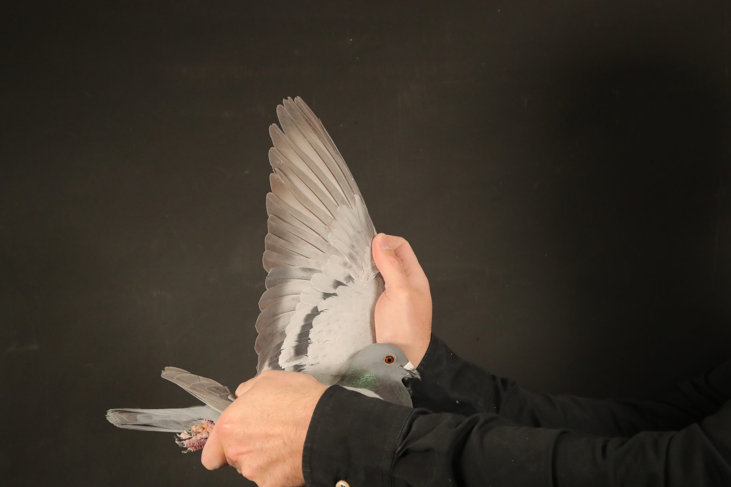 .LOT 7 AfrikaPro Auction <b>2B</b> – Pigeon Palace 2 – ZA-24-JWDK-4136 -SIRE:GRPF-22-1004 C ‘Nr 1 Zarina’ Pigeon Palace.Bred from our 2 best birds for stock !Foundation cock ‘Number One’ mated to National Ace pigeon allround ‘Zarina’. He is a replica of his legendary father and his dam is fast becoming our number one breeding hen! His siblings are super racers locally and at OLR winning Afrika Pro final in 2022. His halfsister won a race at Afrika Pro another came 3rd Marlbank OLR 2nd Ace in 2024.———–DAM:BELG-17-6057648 H ‘Daughter Raketman’ Van Deckel Bart-Nanc CH Super hen mother to: 4 Bourges LOK. 793.SEE PEDIGREE!!!