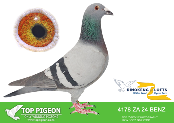 ZZ..LOT 113 DINOKENG OLR-HT LOFTS-ZA BENZ 24- 4178 HEN  (B) 6th R15,000 -R4 – 20th R2,500 EQUAL WINNER /R6 – 13th R12,500
