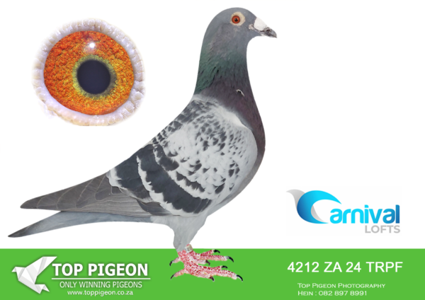LOT 24 CARNIVAL LOFTS OLR – Protea Hokke-TRPF 24 4212 –