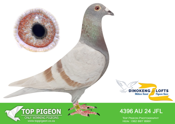 ZZ..LOT 119 DINOKENG OLR-JONES FAMILY LOFT-AU JFL 24- 4396 HEN-
