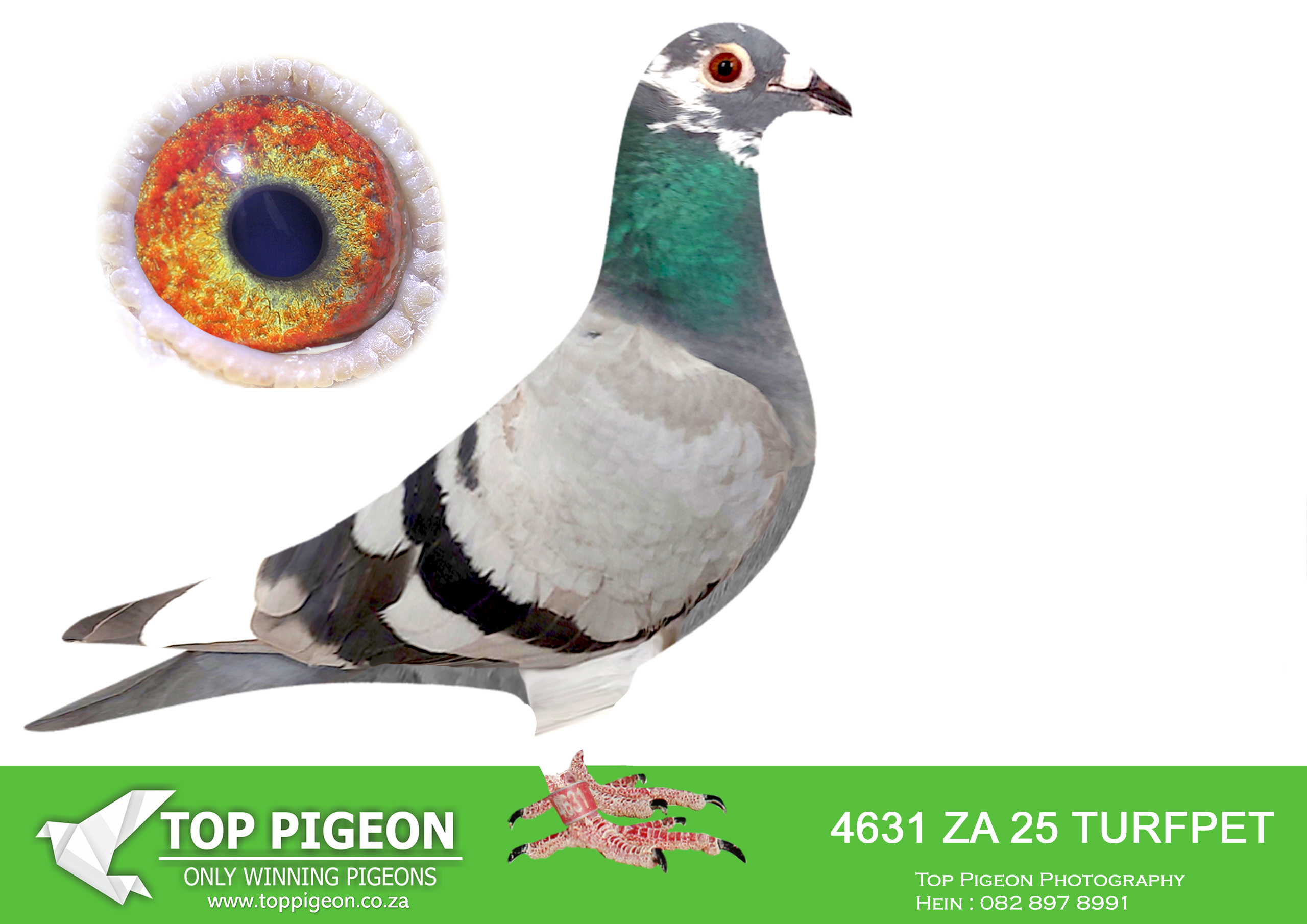 .LOT 2 KITTEL MANIA AUCTION 2 -ZA 25 TURFPET 4631 -SIRE: 9252 ZA 24 GPU.Alias “CHILD RED KITTEL CHANTEL” Strain: J Faul & DJ Scholtz Color: Blue Bar White Flt Bred for stock. Sire, CHILD RED KITTEL father to ZA GPU 2989 ’23 DTR CHILD RED KITTEL, 2nd ACE PIGEON DINOKENG OLR 2024.———–DAM: 9265 ZA 24 GPU.Alias “LAST DTR CHANTEL” Strain: J Faul & DJ Scholtz Color: Blue Bar Bred for stock. Sire, DANIE’s SUPER V DEN BULCK, full brother to ZA ABL 167 ’21 for DU PREEZ & DEETLEFS that bred 8 X SANPO medal winner, 6 GOLD, 1 SILWER AND 1 BRONZE – TURBO KITTEL, World Allround Best Bird 2021. Dam, CHANTEL bred by Marcel Sangers.  Double granddaughter from BROTHER GOEDE RODE, OLYMPIC ROSITA.SEE PEDIGREE!!!