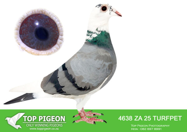 .LOT 4 KITTEL MANIA AUCTION 2 -ZA 25 TURFPET 4638 -Brother x Sister mating bred from Super Kittel Genetics!!—————SIRE: 9282 ZA 24 GPU .Alias “710 CHANTEL” Strain: J Faul & DJ Scholtz Color: Blue Bar Pied Bred for stock. Sire, DANIE’s SUPER V DEN BULCK, full brother to ZA ABL 167 ’21 for DU PREEZ & DEETLEFS that bred 8 X SANPO medal winner, 6 GOLD, 1 SILWER AND 1 BRONZE – TURBO KITTEL, World Allround Best Bird 2021. Dam, CHANTEL bred by Marcel Sangers. Double granddaughter from BROTHER GOEDE RODE, OLYMPIC ROSITA, ————DAM: 9300 ZA 24 GPU.Alias “SISTER 710 CHANTEL” Strain: J Faul & DJ Scholtz Color: Black White Flt Bred for stock. Sire, DANIE’s SUPER V DEN BULCK, full brother to ZA ABL 167 ’21 for DU PREEZ & DEETLEFS that bred 8 X SANPO medal winner, 6 GOLD, 1 SILWER AND 1 BRONZE – TURBO KITTEL, World Allround Best Bird 2021. Dam, CHANTEL bred by Marcel Sangers. Double granddaughter from BROTHER GOEDE RODE, OLYMPIC ROSITA,.SEE PEDIGREE!!!!