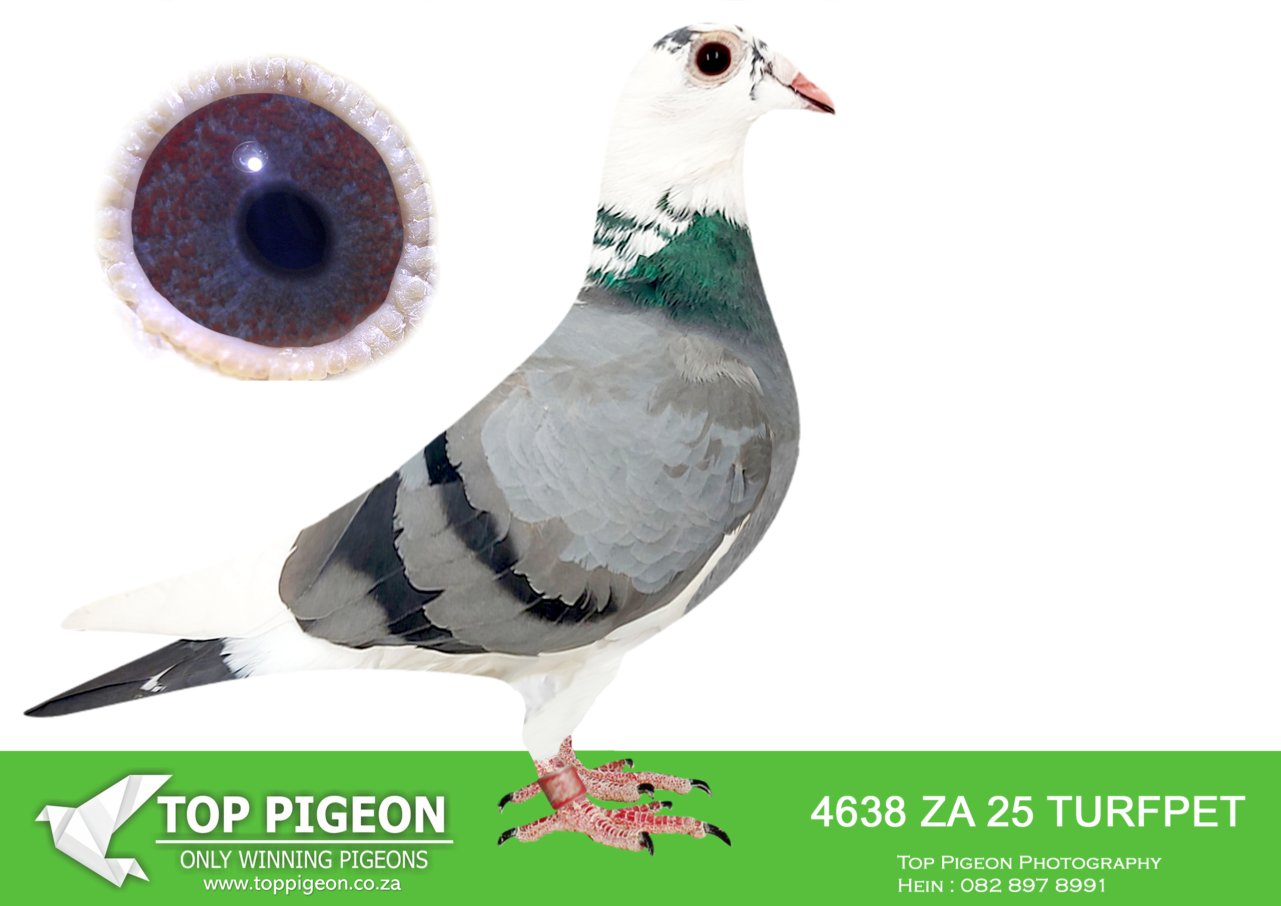.LOT 4 KITTEL MANIA AUCTION 2 -ZA 25 TURFPET 4638 -Brother x Sister mating bred from Super Kittel Genetics!!—————SIRE: 9282 ZA 24 GPU .Alias “710 CHANTEL” Strain: J Faul & DJ Scholtz Color: Blue Bar Pied Bred for stock. Sire, DANIE’s SUPER V DEN BULCK, full brother to ZA ABL 167 ’21 for DU PREEZ & DEETLEFS that bred 8 X SANPO medal winner, 6 GOLD, 1 SILWER AND 1 BRONZE – TURBO KITTEL, World Allround Best Bird 2021. Dam, CHANTEL bred by Marcel Sangers. Double granddaughter from BROTHER GOEDE RODE, OLYMPIC ROSITA, ————DAM: 9300 ZA 24 GPU.Alias “SISTER 710 CHANTEL” Strain: J Faul & DJ Scholtz Color: Black White Flt Bred for stock. Sire, DANIE’s SUPER V DEN BULCK, full brother to ZA ABL 167 ’21 for DU PREEZ & DEETLEFS that bred 8 X SANPO medal winner, 6 GOLD, 1 SILWER AND 1 BRONZE – TURBO KITTEL, World Allround Best Bird 2021. Dam, CHANTEL bred by Marcel Sangers. Double granddaughter from BROTHER GOEDE RODE, OLYMPIC ROSITA,.SEE PEDIGREE!!!!