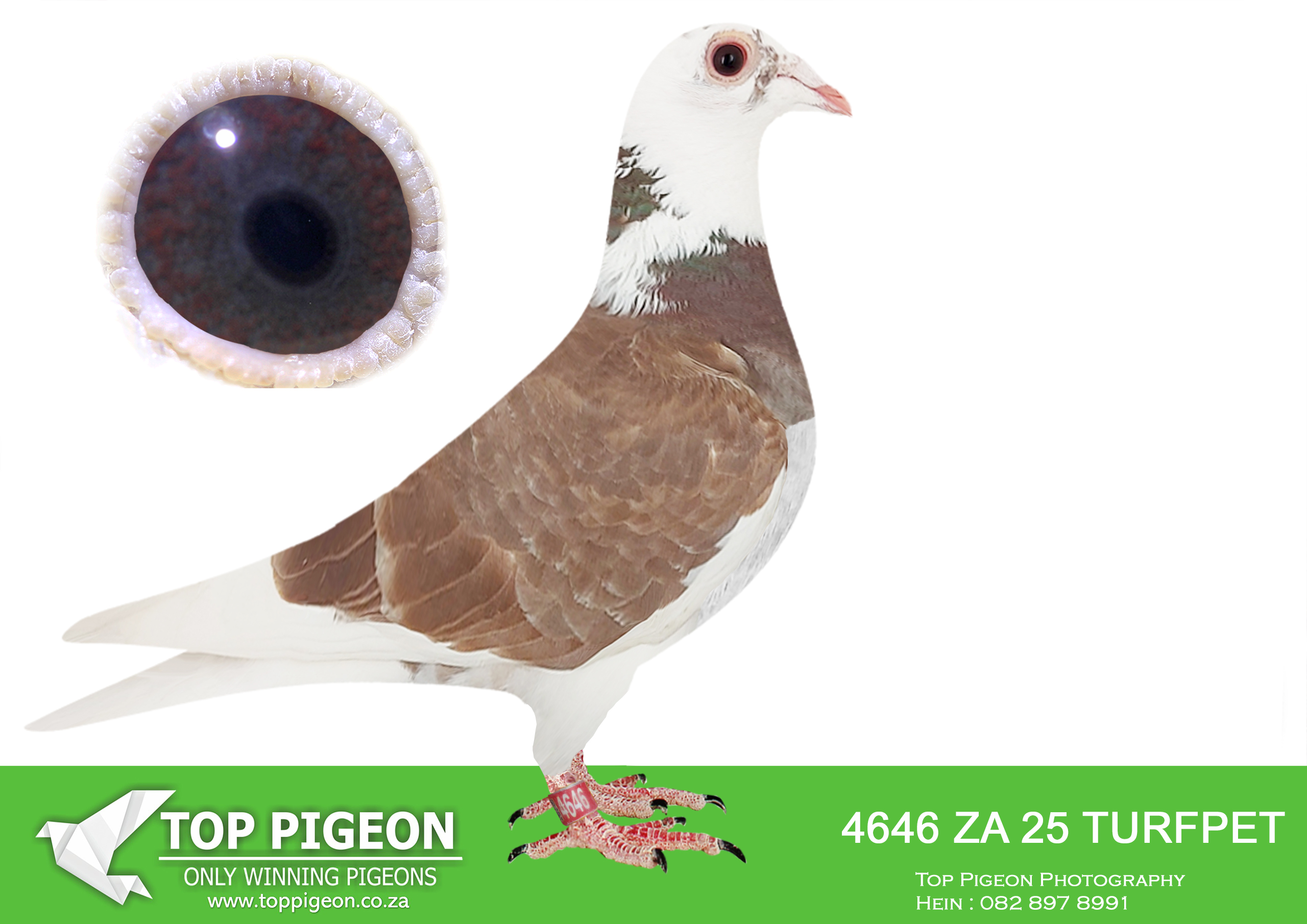 .LOT 6 KITTEL MANIA AUCTION 2 – ZA 25 TURFPET 4646 -SIRE:1161 ZA 23 ABL.Alias “DANIE’s RED VD BULCK” Strain: DIRK Van Den BULCK Color: Red Check FATHER IS GRAND FATHER TO WORLD BEST ALLROUND BIRD 2021 “TURBO KITTEL”.—————DAM:1480 ZA 24 ABL. FULL SISTERS 167 , 168,518 WERE SOLD FOR R338 000.00 , R242 000.00 , R279 000.00. Alias “1480” Strain: Alwyn Bester Color: Red Check Full sister to TURBO KITTEL’s dam. SIRE: 63384 GB 18 V. Alias 63384. Grandfather to ZA PWDU 9849 2020, WORLD ALLROUND BEST BIRD 2021, who is also the 6 x SANPO Gold Medal winner 2021. Also grandfather to ZA PWDU 9060 2020 ,second best Middle distance pigeon PWDU. DAM: 1418637 NLD 19. Grandmother to ZA PWDU 9849 2020, WORLD ALLROUND BEST BIRD 2021, who also is the 6 x SANPO GOLD MEDAL Winner 2021.SEE PEDIGREE!!!