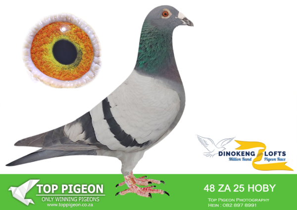 ZZ..LOT 122 DINOKENG OLR-ANTON SCHONKEN-ZA HOBY 25- 48 (B + M) -COCK —-SIRE:153 ZA 23 HOBY.Alias “Hoppie” Strain: Anton Schonken Color: Blue Bar.———–DAM:088 ZA 21 HOBY.Alias “Margaret” Strain: Luke D/Ganus/Andre-ZYT A Color: Blue Bar Cape T own Int One Loft Race Entrant Went missing from T raining 26 on 31/12/2021 Returned a day befor Race 1 – a month later,.SEE PEDIGREE!!!