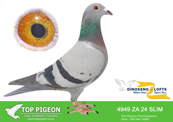 ZZ..LOT 116 DINOKENG OLR-FRANK FERREIRA-ZA SLIM 24- 4949 -HEN – R4 – 3rd R15,000 EQUAL WINNER