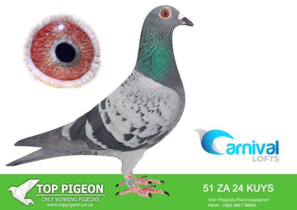 LOT 68 CARNIVAL LOFTS OLR-Pigeon Power-KUYS 24 51 –