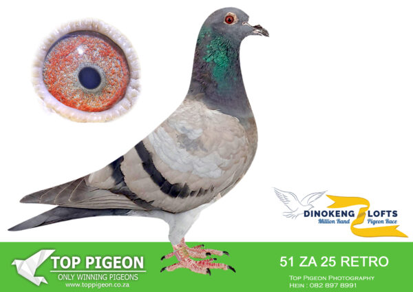 LOT 22 DINOKENG OLR – WILLSON/BENEKE/TOP PIGEON – ZA 25 RETRO 51 ——-11TH BARZALONA——-SIRE:66 ZA LFDD 19.Winner Bred a winner for G Gouws in his first season in the breeding loft. 7 of his full brothers and sisters are winners. His brother was the 2nd best long distance pigeon in the WRRPA.———-DAM:269908 ZA 20 Gold 135 Sister BB Retro Broken Wing Dam to 2 winners Full sister to ZA WDKD 19 135 – SANPO GOLD MEDAL WINNER Short Distances – Cat C (500p – 2000p).SEE PEDIGREE!!!