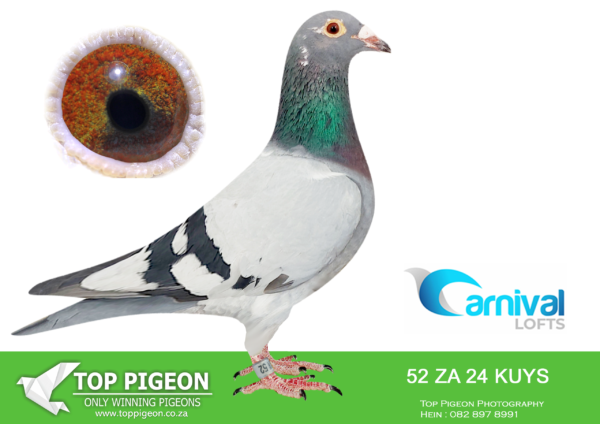 LOT 50 CARNIVAL LOFTS OLR – Pigeon Power-KUYS 24 52 –