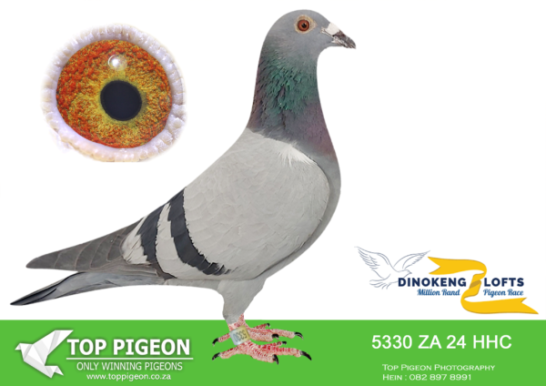 ZZ..LOT 114 DINOKENG OLR-HEERMAN/GILBERT/KLINGBIEL/HOLLAND-ZA HHC 24-5330 HEN -R6 – 19th R5,000